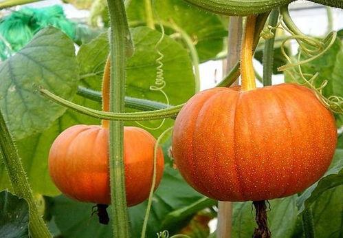 网红吃瓜素材图片,揭秘娱乐圈幕后真相