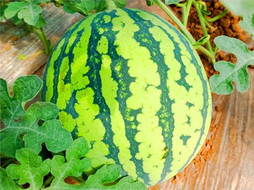 落九川吃瓜网,揭秘娱乐圈幕后故事，带你领略明星真实生活