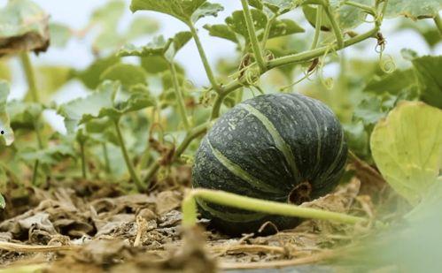 被爆吃瓜的网红都有谁,盘点那些因吃瓜而走红的网红