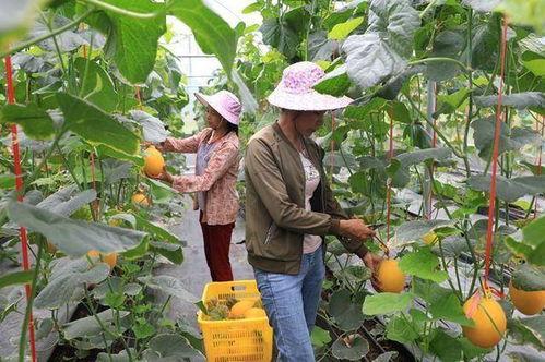 网红卷毛吃瓜,揭秘网红圈的热辣话题