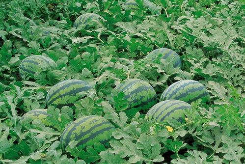 有没有专门的网红吃瓜群,独家揭秘网红吃瓜群背后的秘密