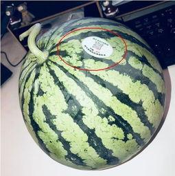 莱阳吃瓜网红,揭秘网络红人背后的故事