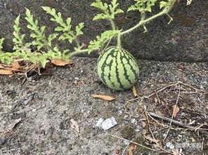 网红吃瓜黑历史,揭秘那些被遗忘的瞬间