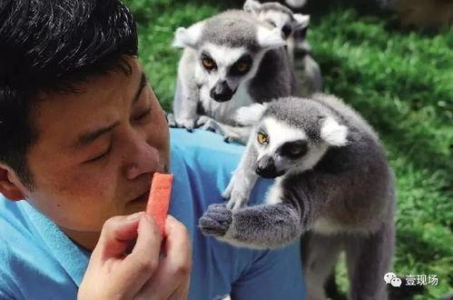 网红驯鹿吃瓜图片大全,萌态十足！