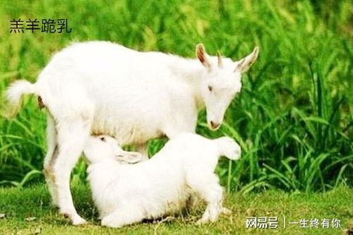 网红小羊没烦恼吃瓜,揭秘吃瓜界的清新力量