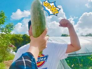 网红吃瓜群贴吧最新消息,揭秘娱乐圈惊天大瓜！