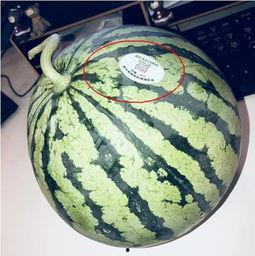 广西南宁网红吃瓜