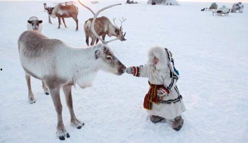 网红驯鹿吃瓜图片大全集,萌态百出萌翻网友