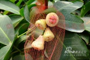 雾莲吃瓜网,揭秘娱乐圈幕后故事，带你领略明星真实生活