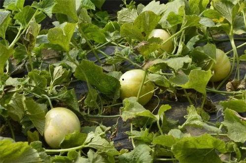 网红湾湾吃瓜视频,揭秘网红圈幕后故事