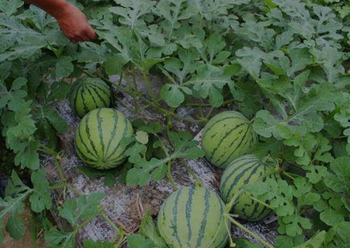 河南搞笑网红吃瓜