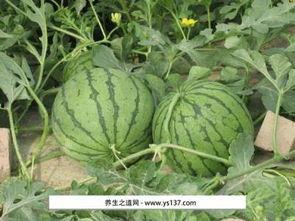 侯府吃瓜日常西瓜网