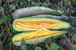 网红吃自己的瓜,揭秘网络红人的真实生活