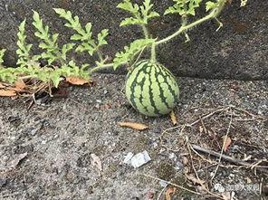 网络网红吃瓜